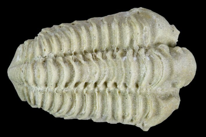 Calymene Celebra Trilobite - Illinois #126813